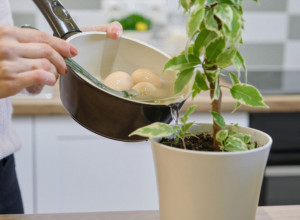 Ova tečnost uništava vaše biljke: Stručnjak otkriva šokantnu istinu o zalivanju