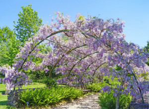 Ova biljka je neuništiva; Ljubičasta lozica luksuzno ilgleda, menja boju listova, a lako se uzgaja
