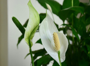 Ovu biljku svaka dama mora da ima u kući: Zovu je ženska sreća, a na ovom mestu cvetaće cele godine