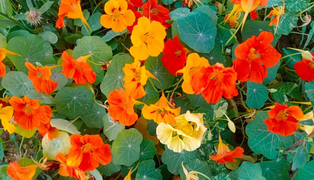 Omiljeni cvet kod Srba koji se sadi u maju: Miriše božanstveno, tera biljne vaši i puževe i štiti povrće