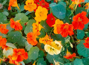 Omiljeni cvet kod Srba koji se sadi u maju: Miriše božanstveno, tera biljne vaši i puževe i štiti povrće