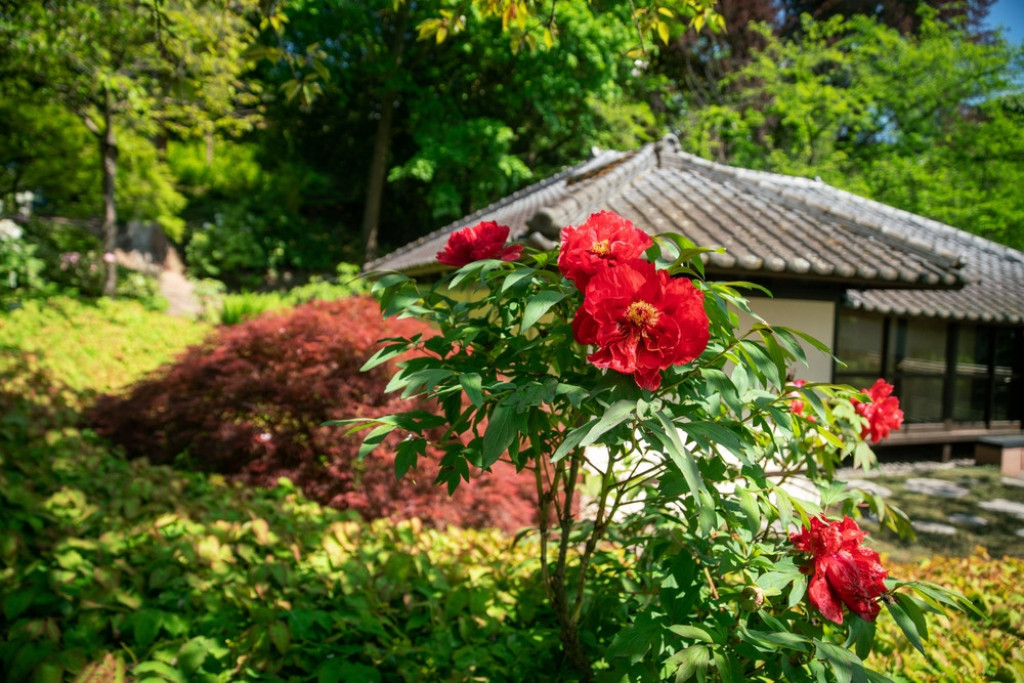 Tera sreću iz kuće i donosi maler: Ako ovu biljku dobijete na poklon, bolje da je odmah bacite