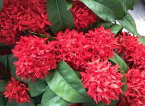 Prizovite sreću i bogatstvo u dom: Ovo cveće obavezno zasadite u saksiju ili baštu