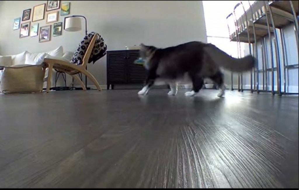 Maca je ostala sama u kući: Kada vidite šta radi, duša će vas zaboleti, vlasnik zamalo da se vrati s odmora