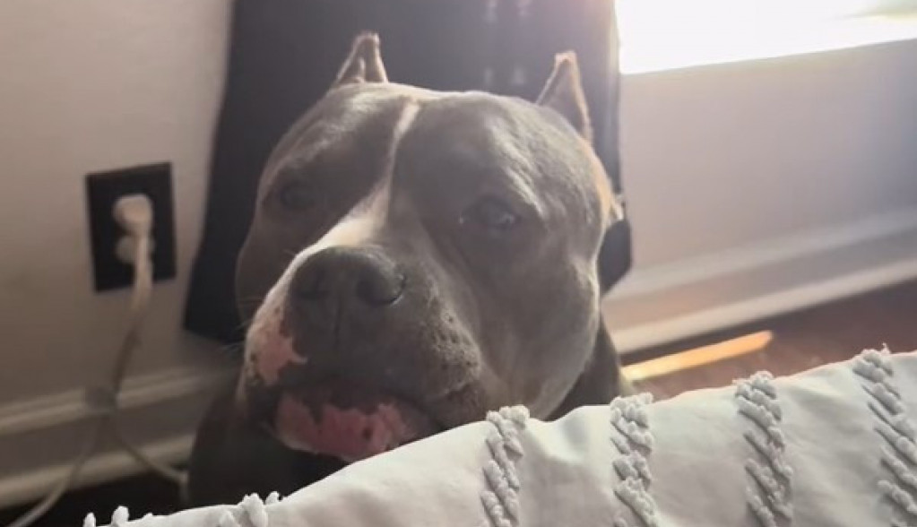 „Kako se usuđuješ“: Vlasnik je odbio da pomazi svog psa, a njegova reakcija je hit na internetu!