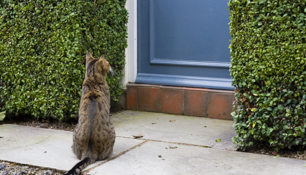 Šta znači kad vam mačka dođe ispred vrata i neće da ode? Nekima se uopšte neće svideti