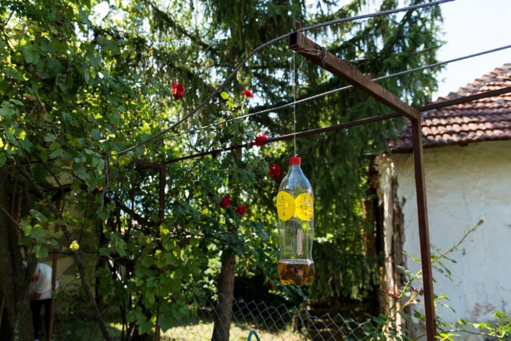 Posle sat vremena više nećete videti muvu, ni komarca u blizini: Smućkajte im poslednju večeru