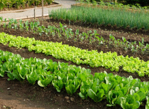 Prirodni pesticidi: Od ovog sastojka iz kuhinje beže puževi, nestaju gljivice i korov, a povrće i cveće bujaju