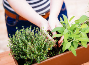 Dijetolog preporučio: Ova biljka je najbolja za kontrolisanje visokog holesterola u krvi