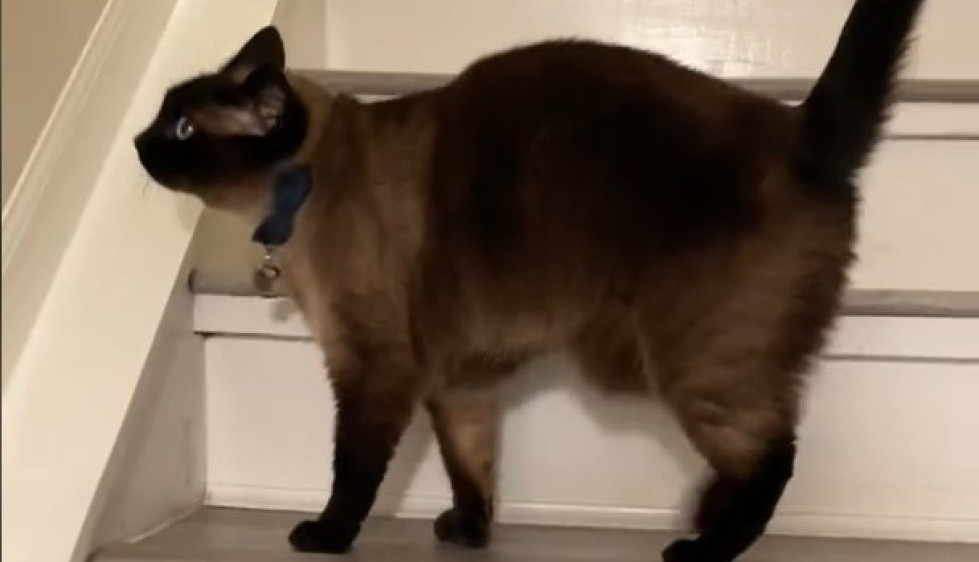 „Pravi je detektiv“: Mačak je stalno gledao u isto mesto na zidu, vlasnici se zapanjili kada su otkrili razlog