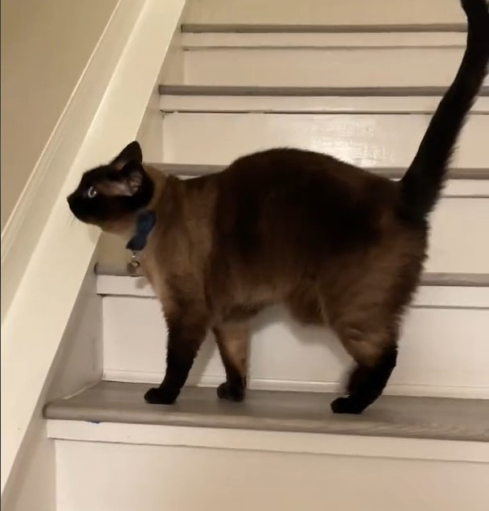 „Pravi je detektiv“: Mačak je stalno gledao u isto mesto na zidu, vlasnici se zapanjili kada su otkrili razlog