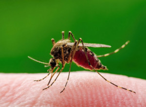 Sprej koji rešava komarce: Dodajte samo nekoliko kapi ovog sastojka i više vas neće bockati, provereno deluje