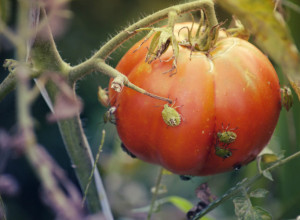 Smrdibube ne podnose ovaj rastvor: Poprskajte povrće i više neće dolaziti u vašu baštu