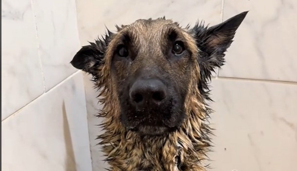 Pas oduševio 115 miliona ljudi: Ostale ne možeš da nateraš u kadu, a evo šta on radi, da čovek ne poveruje!