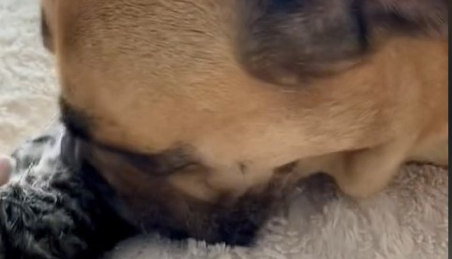 Bože, kako su slatki! Pas je udomio napušteno mače i raspilavio 5 miliona ljudi na internetu