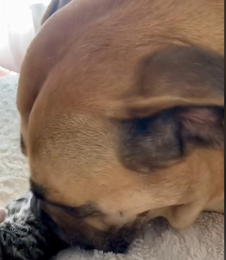 Bože, kako su slatki! Pas je udomio napušteno mače i raspilavio 5 miliona ljudi na internetu