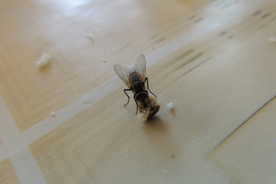 Prenosioci bakterija i bolesti: Kada vidite šta rade muve nikad više nećete pojesti hranu na koju su sletele