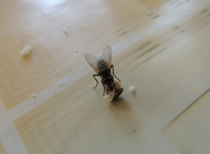 Prenosioci bakterija i bolesti: Kada vidite šta rade muve nikad više nećete pojesti hranu na koju su sletele