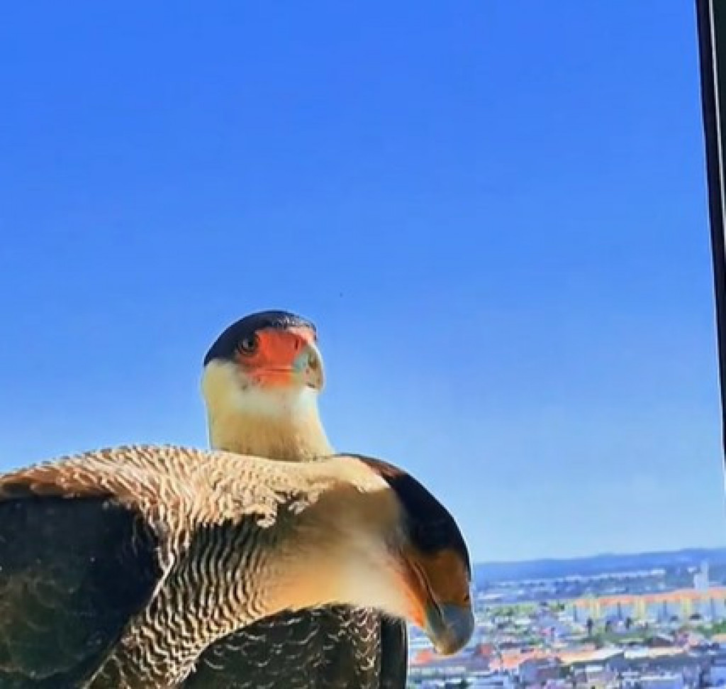 Mačka pripitomila pticu grabljivicu: Izgledalo je kao da će soko da je napadne, a desilo se nešto neočekivano
