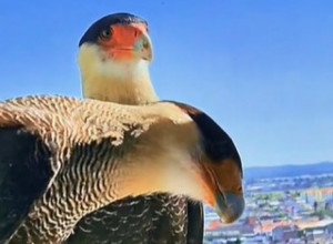 Mačka pripitomila pticu grabljivicu: Izgledalo je kao da će soko da je napadne, a desilo se nešto neočekivano