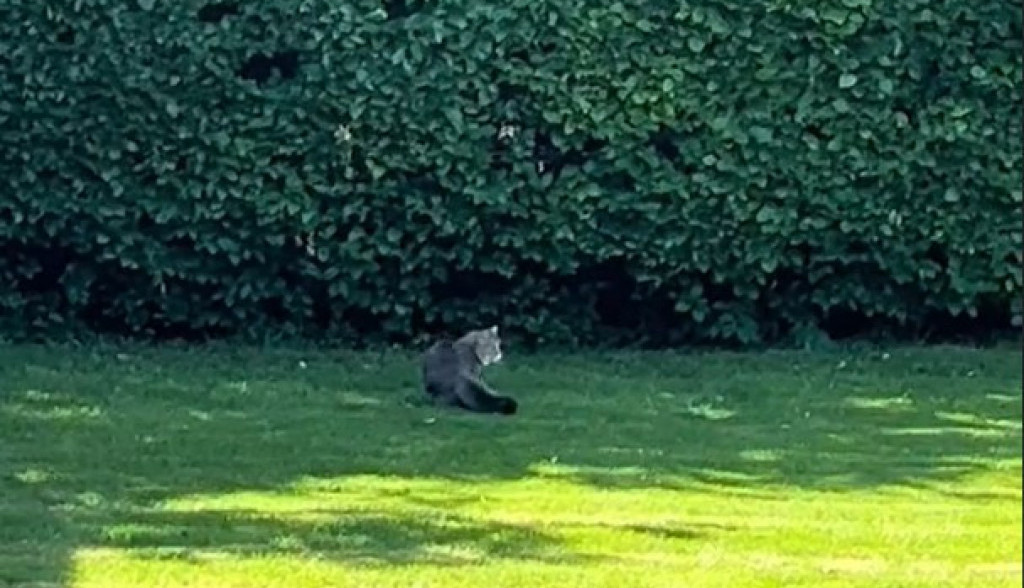 Ne zna gde se nalazi: Kućna mačka izašla prvi put napolje, njena reakcija je urnebesna!