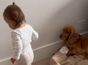 Tata slučajno snimio prvu Nininu reč: Nije rekla ni „mama“ ni „tata“, ali je raspilavila 5 miliona ljudi