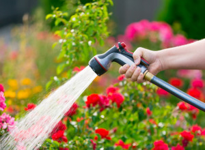 Samo ovako će lepo napredovati: Kada je bolje zalivati baštu i cveće, ujutru ili uveče?