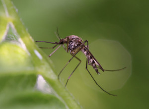 Virus Zapadnog Nila hara Srbijom: Hitno se oglasio ,,Batut", evo ima li razloga za paniku
