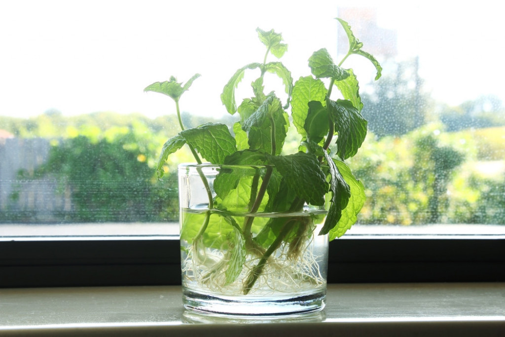 Za moćna dejstva nane znale su i naše bake: Evo zašto je dobro imati ovu mirisnu biljku u kući