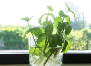 Za moćna dejstva nane znale su i naše bake: Evo zašto je dobro imati ovu mirisnu biljku u kući