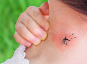 Komarci najviše napadaju ljude sa ovom krvnom grupom: Još ako pijete ovo piće, ima da vas urnišu