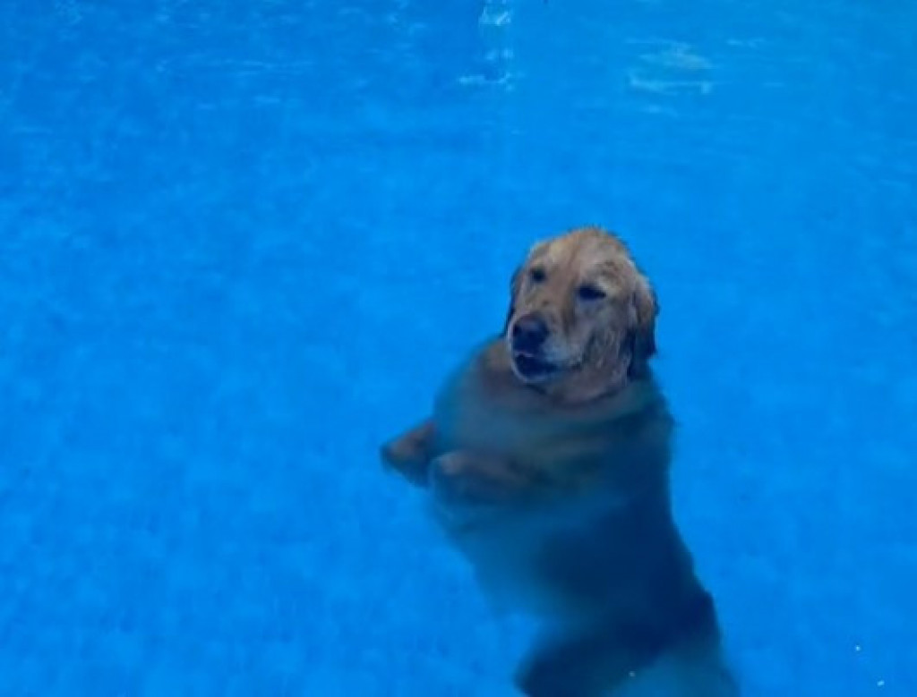 „Ja bih mu poverovala“: Pas se svim silama trudio da nagovori vlasnicu da uđe u bazen, neverovatan je glumac!