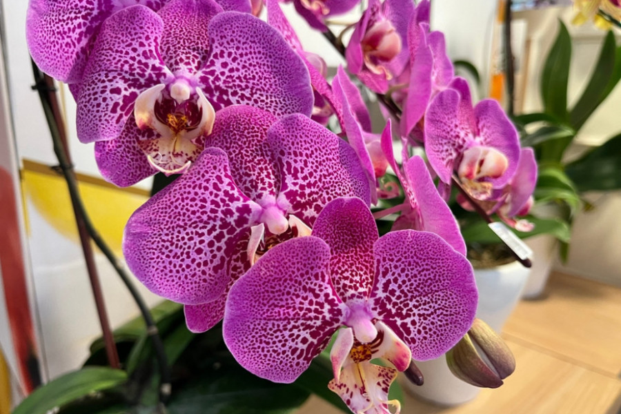 Neće prestajati da cveta: Zalijte orhideju vodom u koju ste dodali ovo povrće