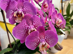 Izgledaće kao da su došle sa izložbe: Jedan krompir je dovoljan da vaše orhideje uvek cvetaju i budu zdrave