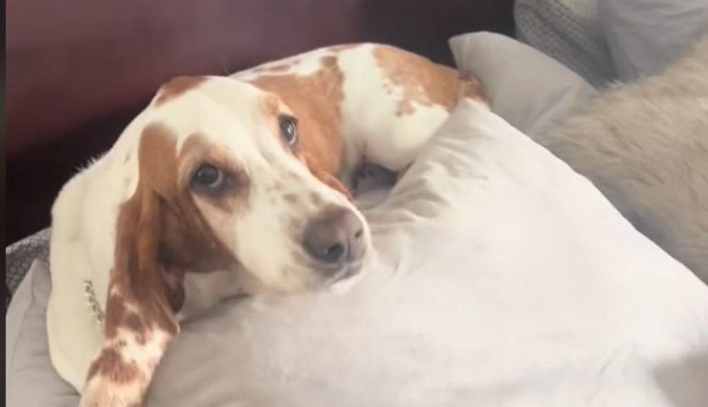 „Moj pas to ne bi smeo da uradi“: Vlasnica je molila svog ljubimca da vrati ukradenu hranu, njegova reakcija je neverovatna