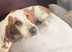 „Moj pas to ne bi smeo da uradi“: Vlasnica je molila svog ljubimca da vrati ukradenu hranu, njegova reakcija je neverovatna