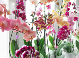 Ponovo će da se pojave bujni i raskošni cvetovi: Da bi vaša orhideja „živnula“  zalijvajte je ovim