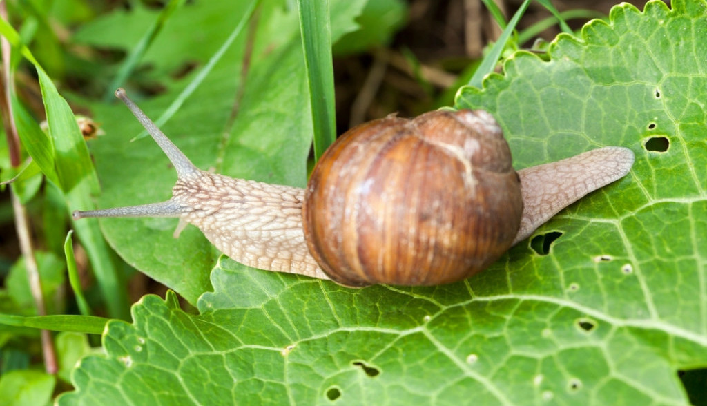 Kako se rešiti puževa u bašti: Oterajte ih zauvek od povrća i cveća bez upotrebe hemije