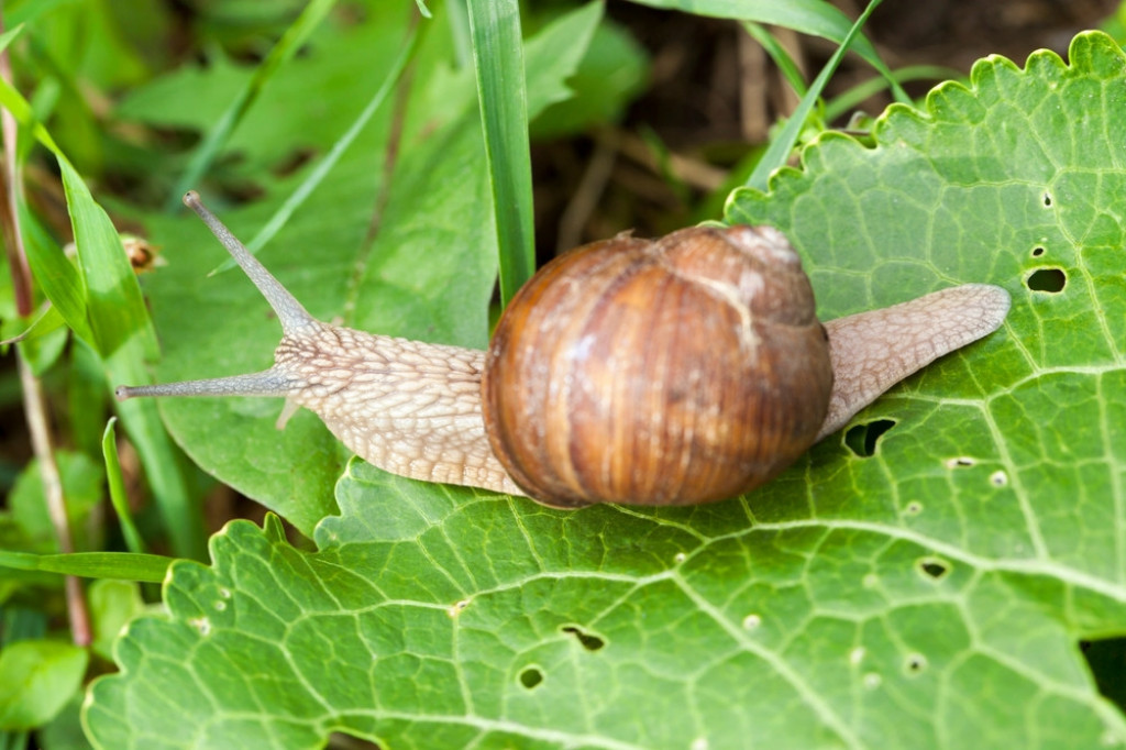 Kako se rešiti puževa u bašti: Oterajte ih zauvek od povrća i cveća bez upotrebe hemije