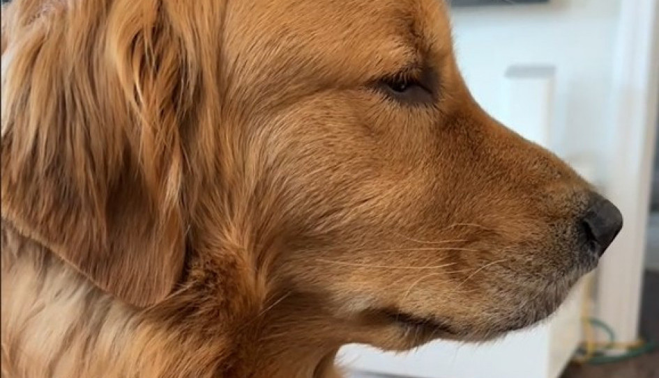 Ne gledajte ako imate osetljivu dušu: Vlasnica je psu rekla da ne ide s porodicom na odmor, njegova reakcija cepa srce