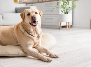 Ovako se treba izviniti psu kada mu stanete na šapu: Poslastice nisu najbolje rešenje, probajte drugi način