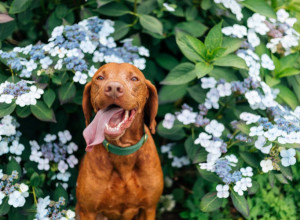 Jedan zalogaj može da bude fatalan: Ako ovo voće pojede vaš pas, hitno morate kod veterinara