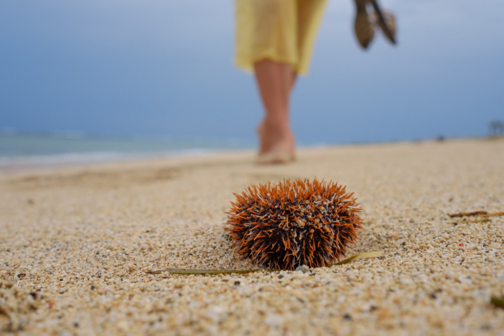Iskoristite štapić od sladoleda: Evo kako ublažiti ubode ježa, otrovne ribe ili plikove od meduze