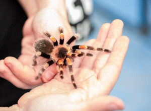 Šta uraditi ako vas ujede pauk: Ovo su znaci trovanja