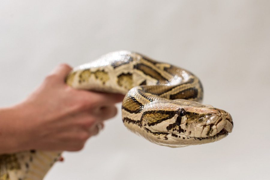 Golim rukama uhvatila zmiju dok su je muškarci uplašeno gledali: Bez straha ušla u kancelariju i spakovala je u torbu