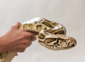 Golim rukama uhvatila zmiju dok su je muškarci uplašeno gledali: Bez straha ušla u kancelariju i spakovala je u torbu