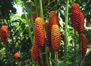 Da uspeva u Srbiji, svaka kuća bi ga uzgajala u tonama: Smanjuje holesterol u krvi, stimuliše rad jetre i ciruklaciju — prepun minerala