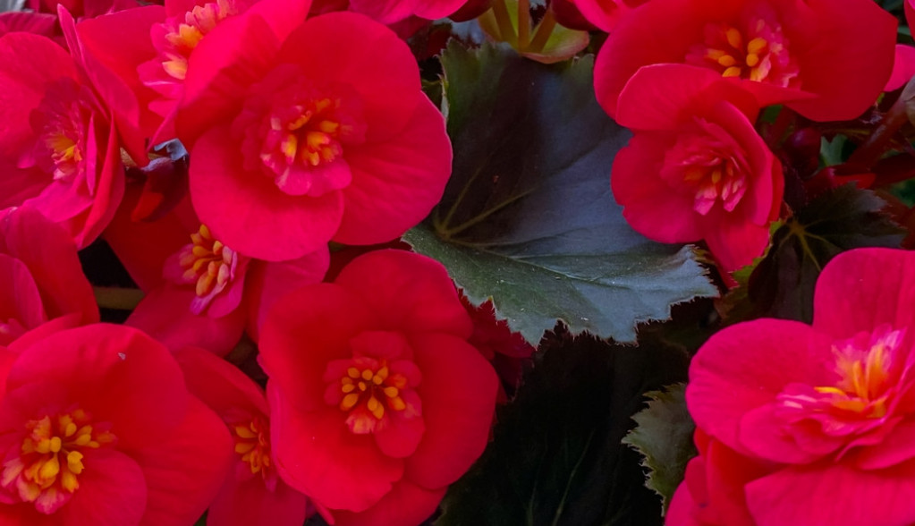 Cveće ljubavi i sreće: Naše bake su ga uvek imale na terasi ili u dvorištu, jer su verovale da privlači lepa dešavanja