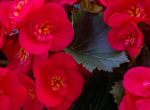 Cveće ljubavi i sreće: Naše bake su ga uvek imale na terasi ili u dvorištu, jer su verovale da privlači lepa dešavanja