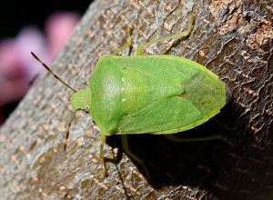 Kako uništiti smrdibube: Prirodni sprej od 2 sastojka će ih oterati daleko od vaše kuće i bašte